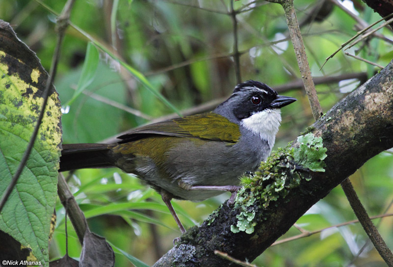 Costa Rica Brush Finch